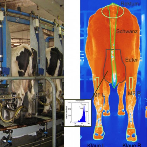measurement of the body temperature of cows with infrared cameras